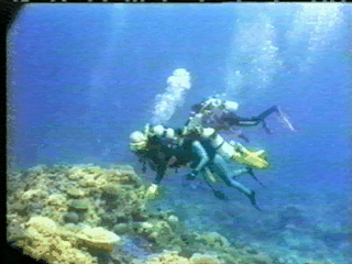 Pictures of activities on the Great Barrier Reef, Cairns, Port Douglas, Queensland, Australia
